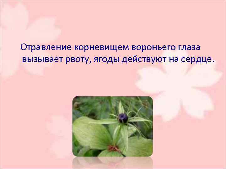  Отравление корневищем вороньего глаза вызывает рвоту, ягоды действуют на сердце. 