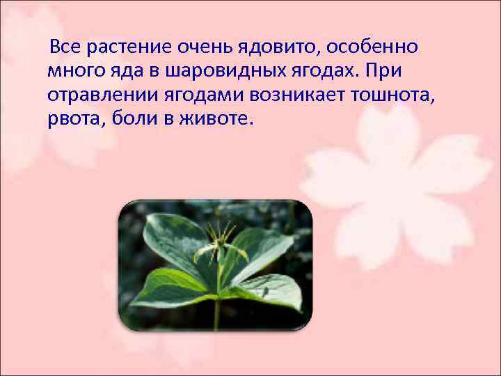  Все растение очень ядовито, особенно много яда в шаровидных ягодах. При отравлении ягодами