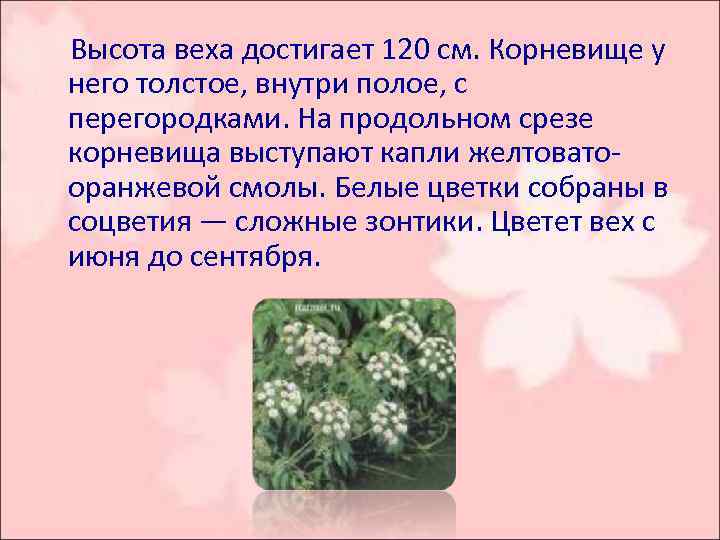  Высота веха достигает 120 см. Корневище у него толстое, внутри полое, с перегородками.