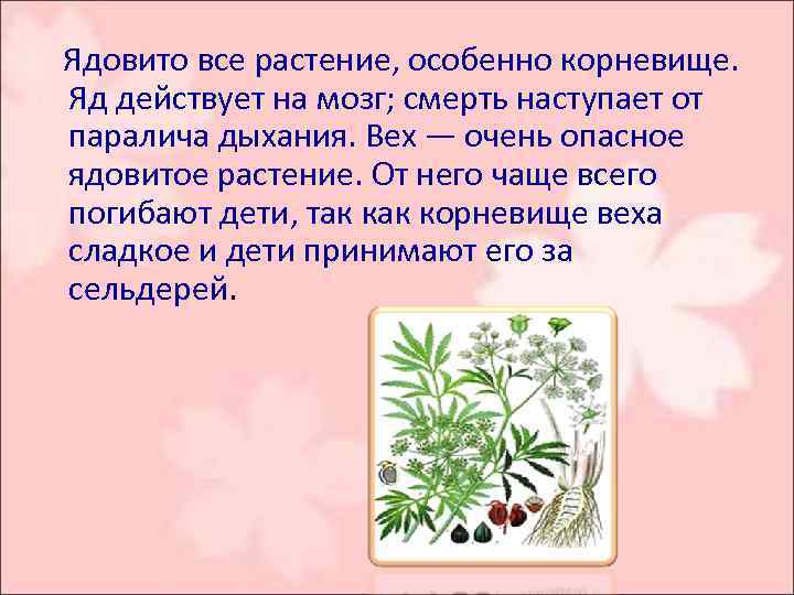  Ядовито все растение, особенно корневище. Яд действует на мозг; смерть наступает от паралича