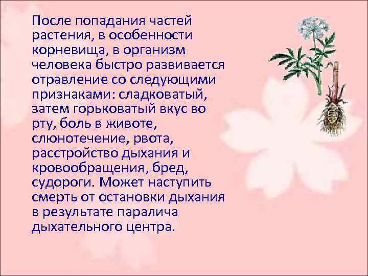  После попадания частей растения, в особенности корневища, в организм человека быстро развивается отравление