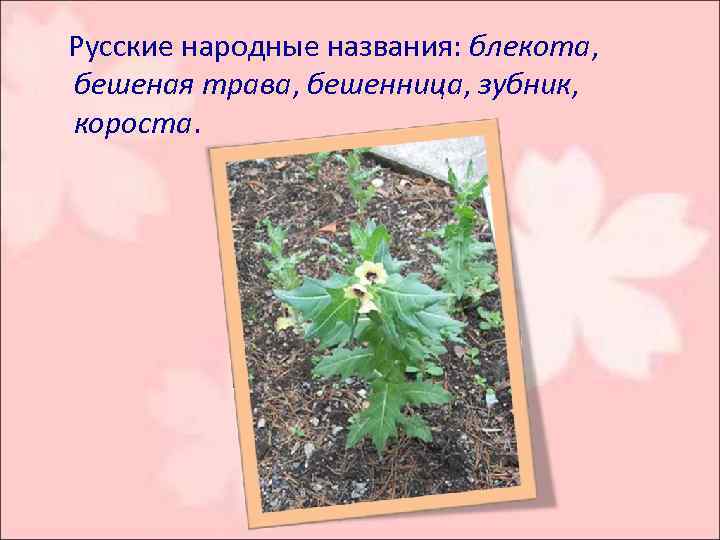  Русские народные названия: блекота, бешеная трава, бешенница, зубник, короста. 