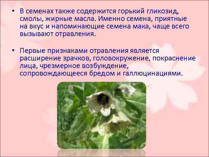  • В семенах также содержится горький гликозид, смолы, жирные масла. Именно семена, приятные