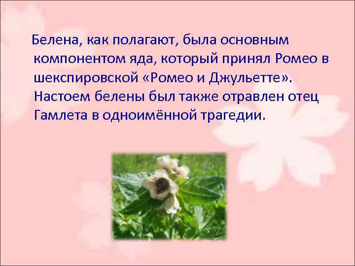  Белена, как полагают, была основным компонентом яда, который принял Ромео в шекспировской «Ромео