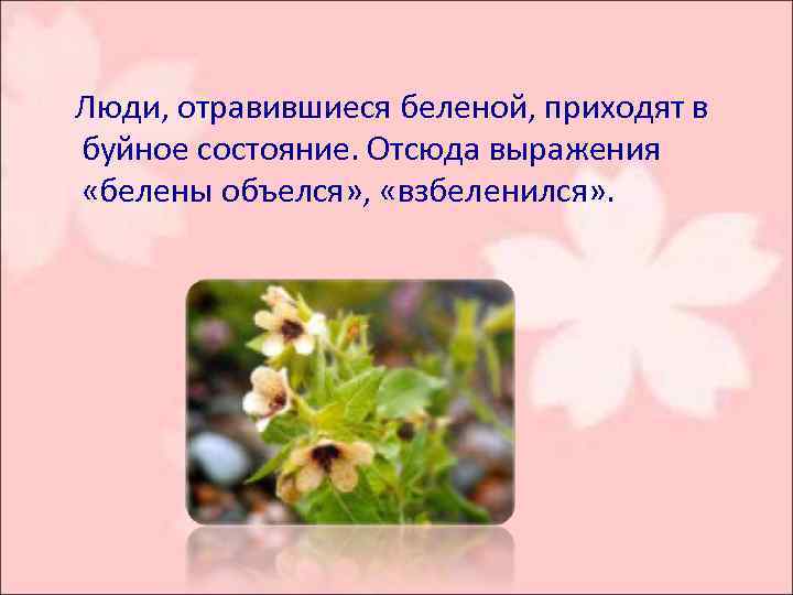  Люди, отравившиеся беленой, приходят в буйное состояние. Отсюда выражения «белены объелся» , «взбеленился»