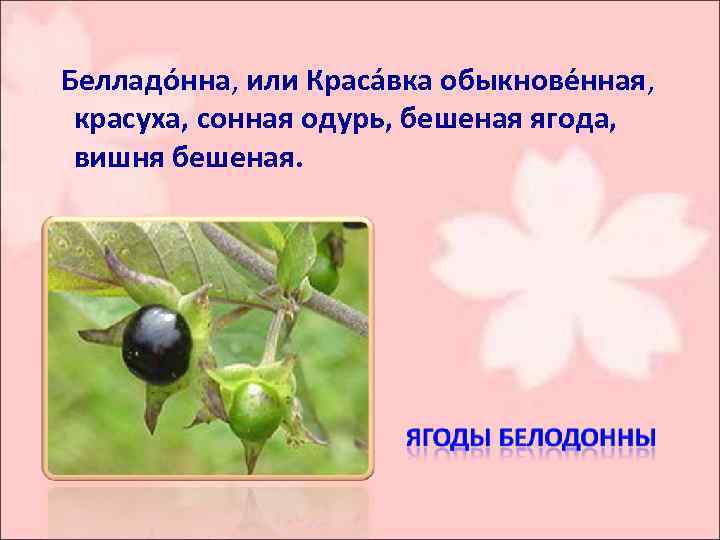 Белладо нна, или Краса вка обыкнове нная, красуха, сонная одурь, бешеная ягода, вишня бешеная.