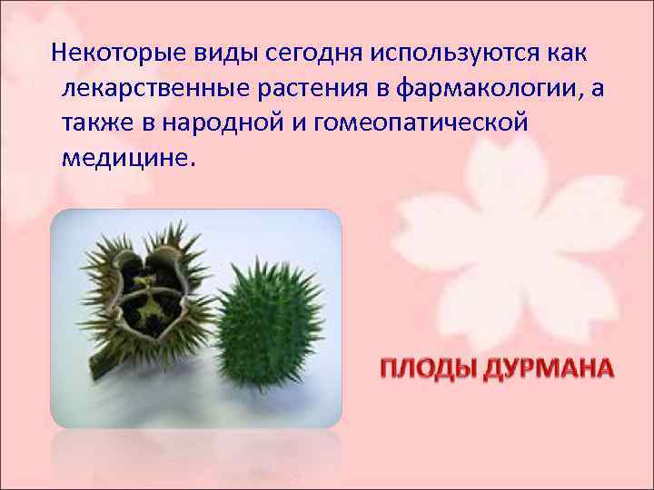  Некоторые виды сегодня используются как лекарственные растения в фармакологии, а также в народной