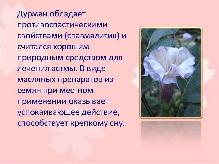  Дурман обладает противоспастическими свойствами (спазмалитик) и считался хорошим природным средством для лечения астмы.