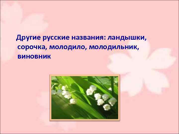  Другие русские названия: ландышки, сорочка, молодило, молодильник, виновник 