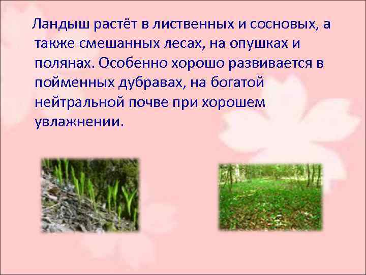  Ландыш растёт в лиственных и сосновых, а также смешанных лесах, на опушках и