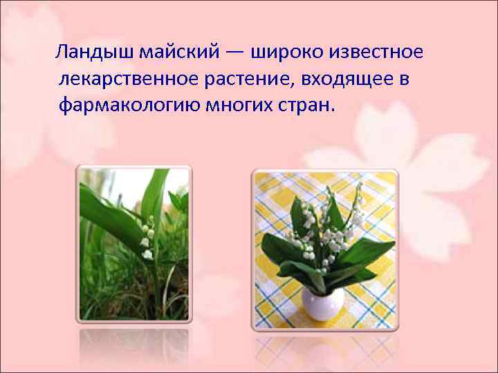  Ландыш майский — широко известное лекарственное растение, входящее в фармакологию многих стран. 