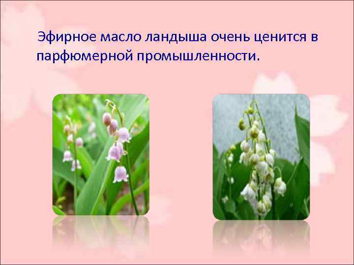  Эфирное масло ландыша очень ценится в парфюмерной промышленности. 