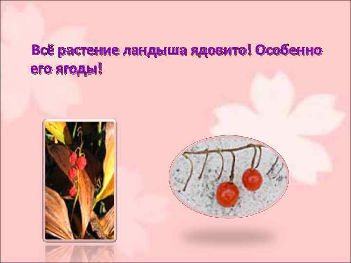  Всё растение ландыша ядовито! Особенно его ягоды! 