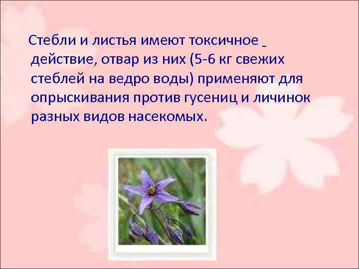  Стебли и листья имеют токсичное действие, отвар из них (5 -6 кг свежих