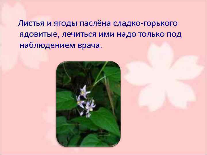  Листья и ягоды паслёна сладко-горького ядовитые, лечиться ими надо только под наблюдением врача.