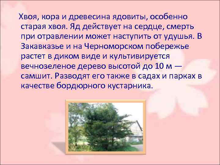  Хвоя, кора и древесина ядовиты, особенно старая хвоя. Яд действует на сердце, смерть