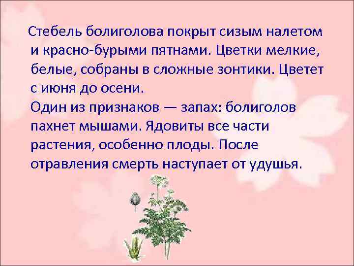  Стебель болиголова покрыт сизым налетом и красно-бурыми пятнами. Цветки мелкие, белые, собраны в