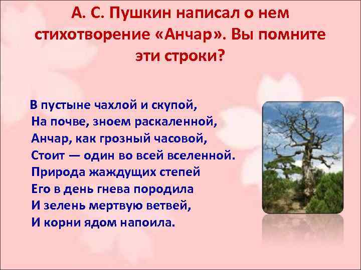 А. С. Пушкин написал о нем стихотворение «Анчар» . Вы помните эти строки? В