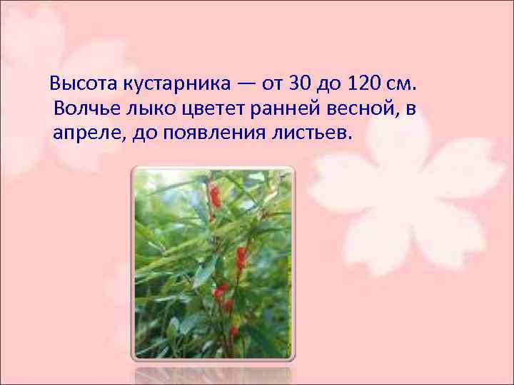  Высота кустарника — от 30 до 120 см. Волчье лыко цветет ранней весной,