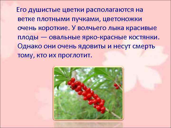  Его душистые цветки располагаются на ветке плотными пучками, цветоножки очень короткие. У волчьего
