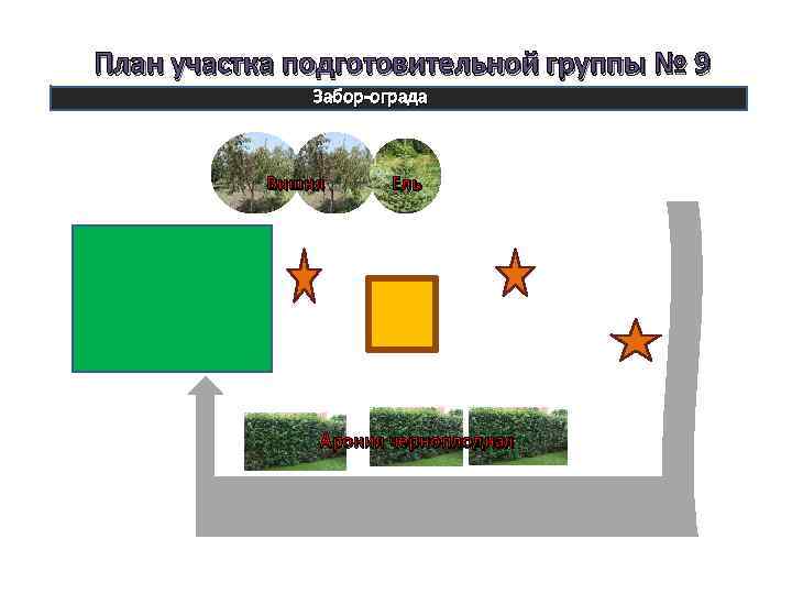 План участка подготовительной группы № 9 Забор-ограда Вишня Ель Арония черноплодная 