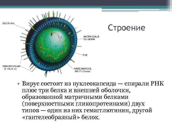 Вирус возбудителя кори. Корь структура вируса. Вирус паротита строение вируса. Вирус кори строение вируса. Схема строения вируса кори.