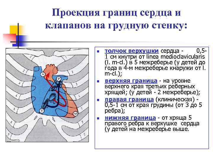 Проекция границ и клапанов сердца на грудную клетку схема