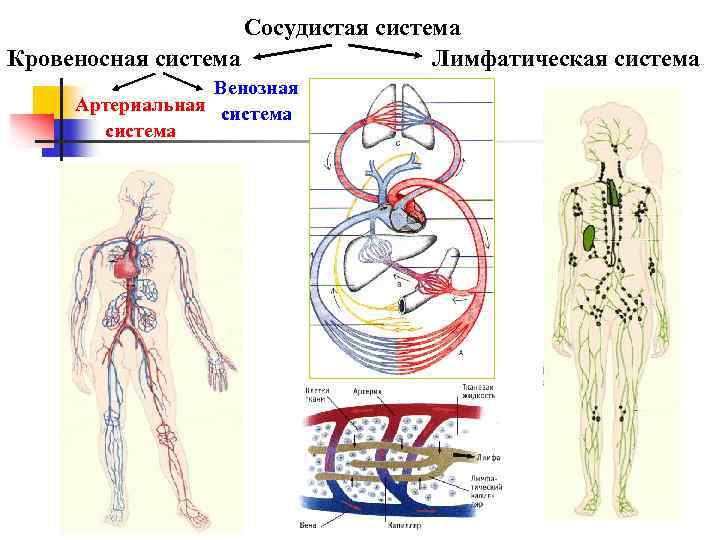 Лимфатическая система анатомия презентация