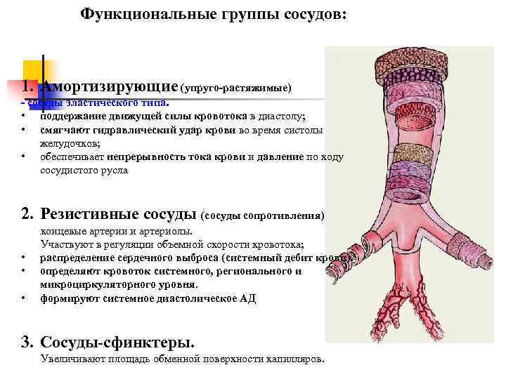 3 типа артерий