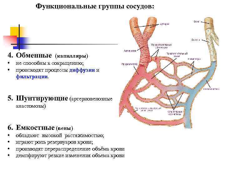 Какой их кровеносных сосудов изображенных на рисунке играет основную роль в обменных процессах