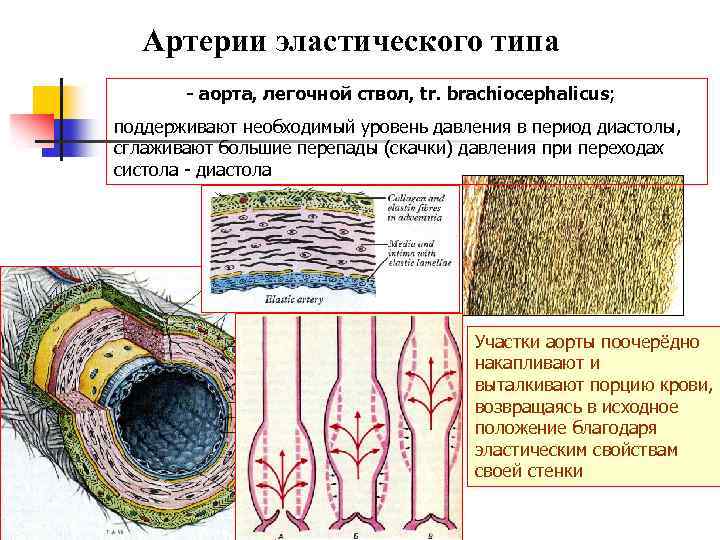 Артерия эластического типа рисунок