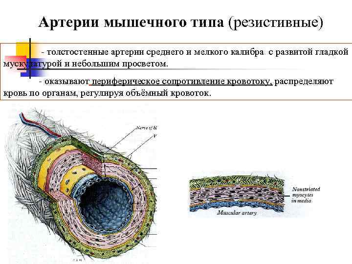 Рисунок артерии мышечного типа