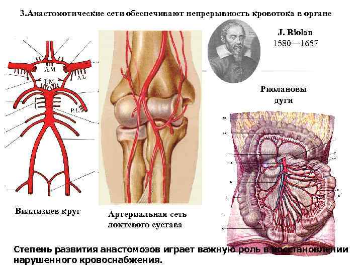 Локтевая артериальная сеть схема