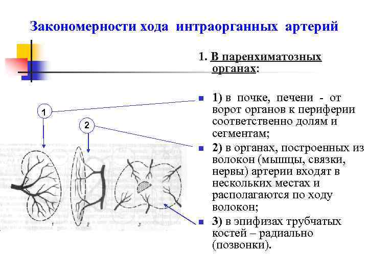 Закономерности ветвления сосудов зависят от плана строения органа