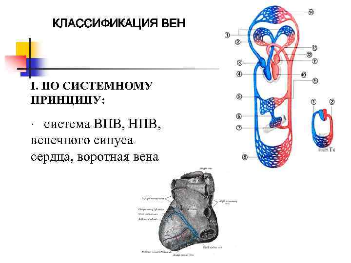 Система читать. Классификация вен. Вены классификация. Классификация вен сердца. Классификация венозной системы.