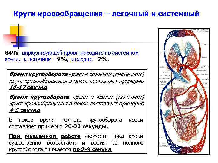 Дополните схему малого круга кровообращения вставьте вместо пропусков необходимые по смыслу слова