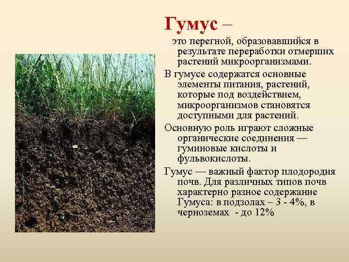 Гумус – это перегной, образовавшийся в результате переработки отмерших растений микроорганизмами. В гумусе содержатся
