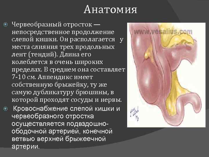 Анатомия Червеобразный отросток — непосредственное продолжение слепой кишки. Он располагается у места слияния трех