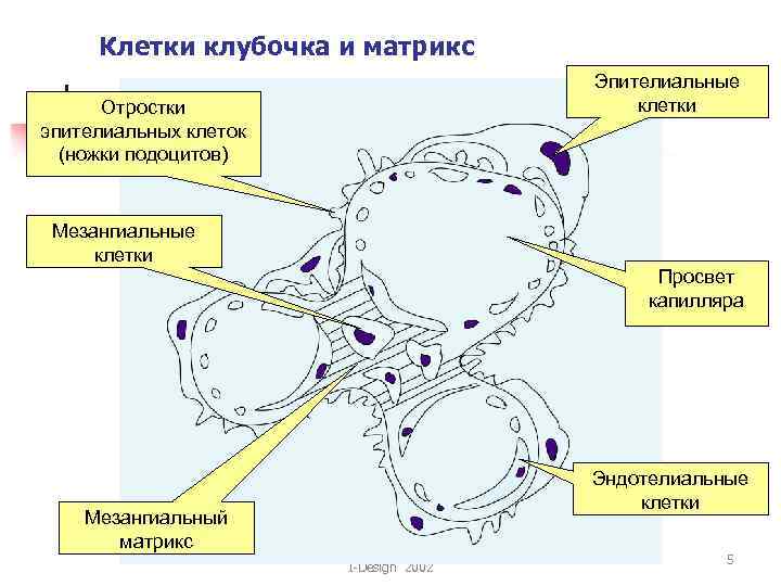 Количество эпительных клеток в образце