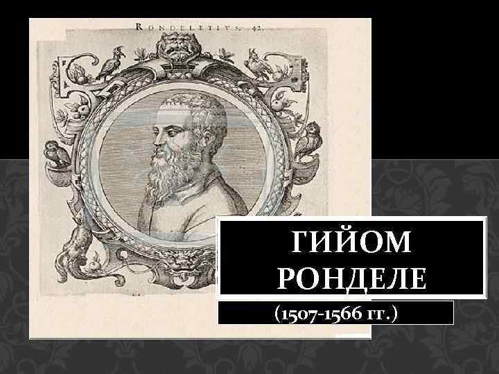 ГИЙОМ РОНДЕЛЕ (1507 -1566 гг. ) 