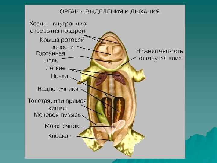 Какое дыхание характерно для лягушки. Выделительная система бесхвостых земноводных. Дыхательная система система земноводных. Дыхательная система для земноводных лягушек. Дыхательная система бесхвостых земноводных.