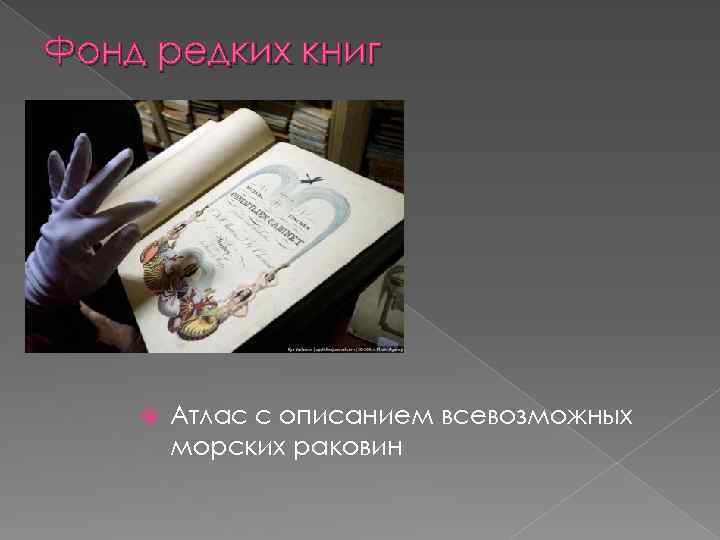 Фонд редких книг Атлас с описанием всевозможных морских раковин 