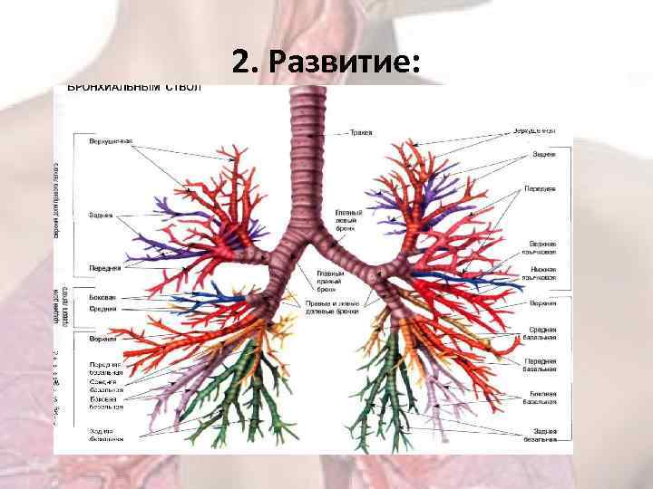 2. Развитие: 