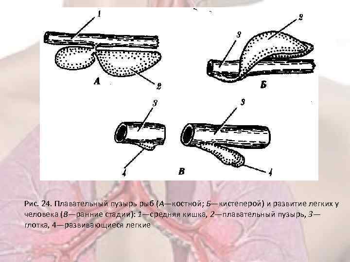 Рис. 24. Плавательный пузырь рыб (А—костной; Б—кистеперой) и развитие легких у человека (В—ранние стадии):