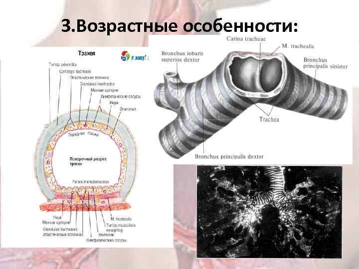 3. Возрастные особенности: 