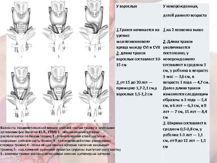 У взрослых У новорожденных, детей раннего возраста 1. Трахея начинается на 1. на 2