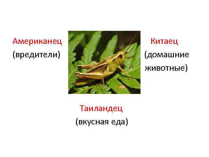 Американец (вредители) Китаец (домашние животные) Таиландец (вкусная еда) 