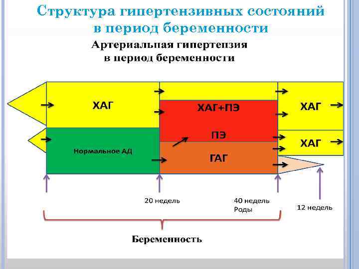 Структура гипертензивных состояний в период беременности 