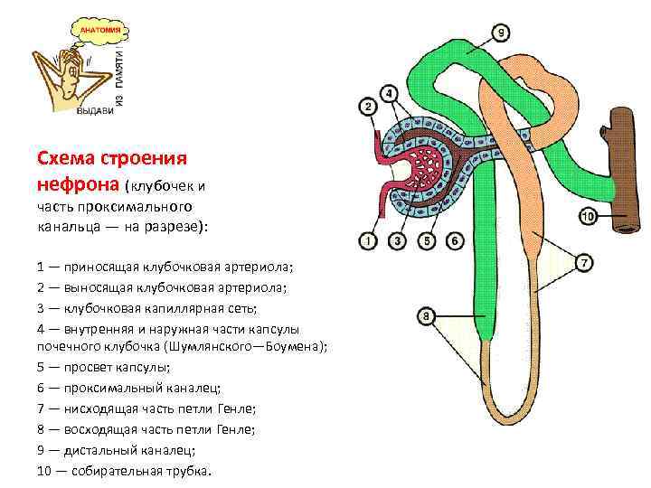 Схема нефрона рисунок