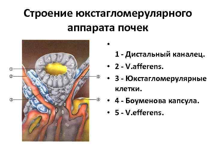 Строение юкстагломерулярного аппарата почек • • • 1 - Дистальный каналец. 2 - V.